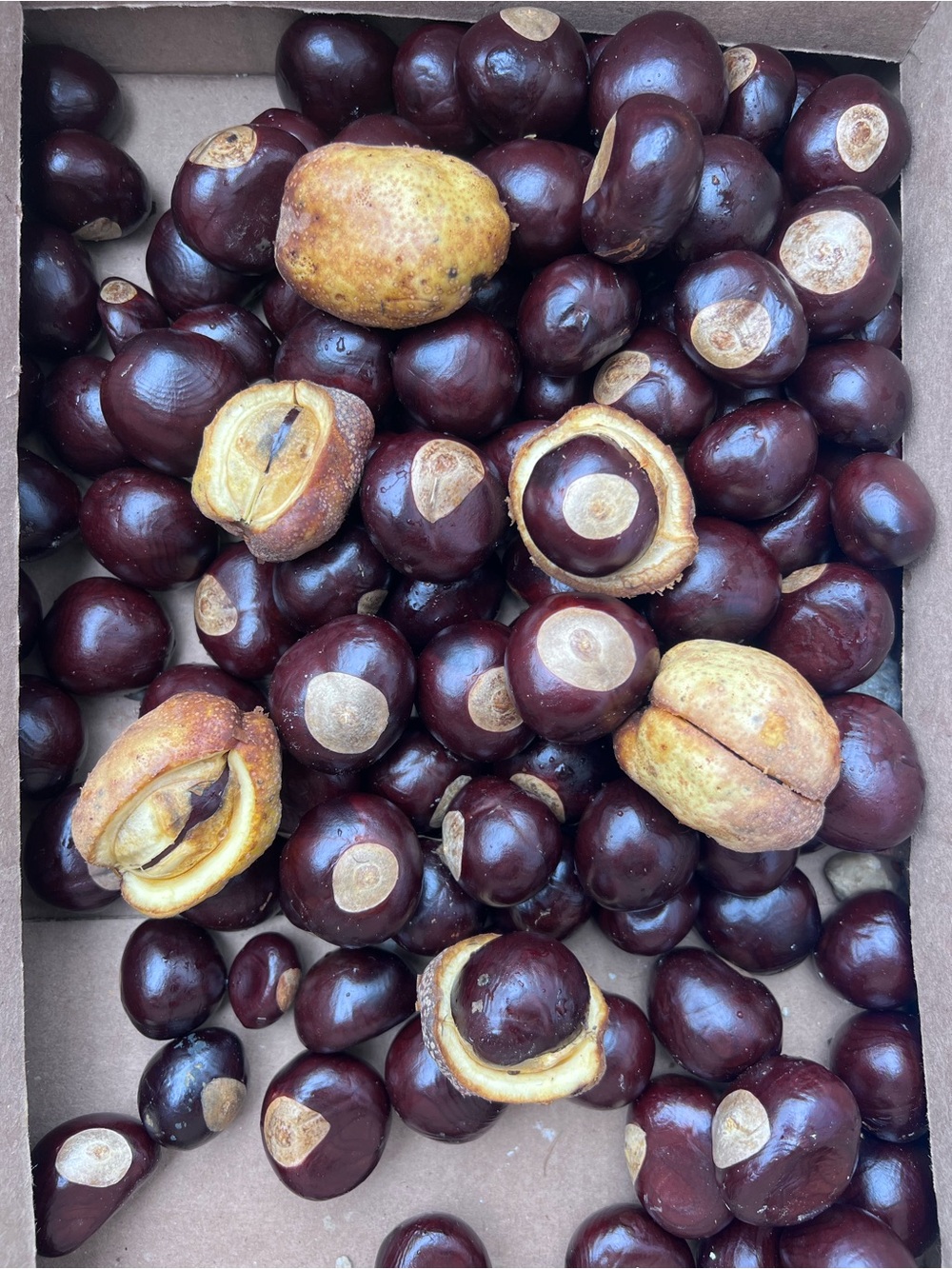 25 Ohio Buckeye Nuts | Large than Quarter